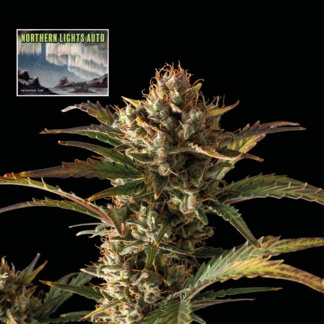 Northern Lights Auto Feminized Seeds-SMAN-NL-AUTO-FEM