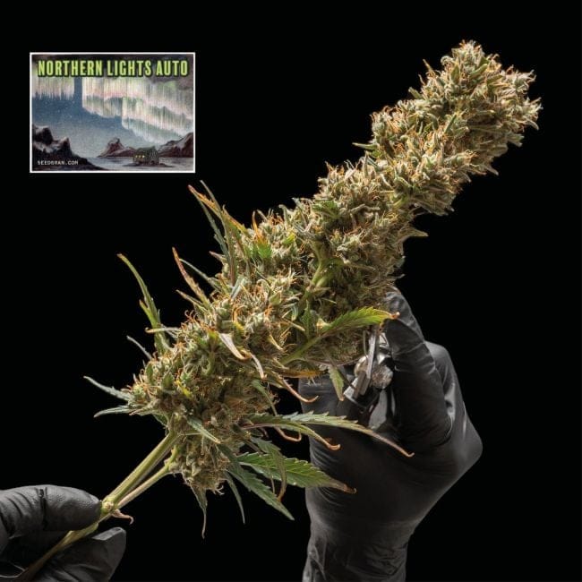Northern Lights Auto Feminised Seeds-SMAN-NL-AUTO-FEM