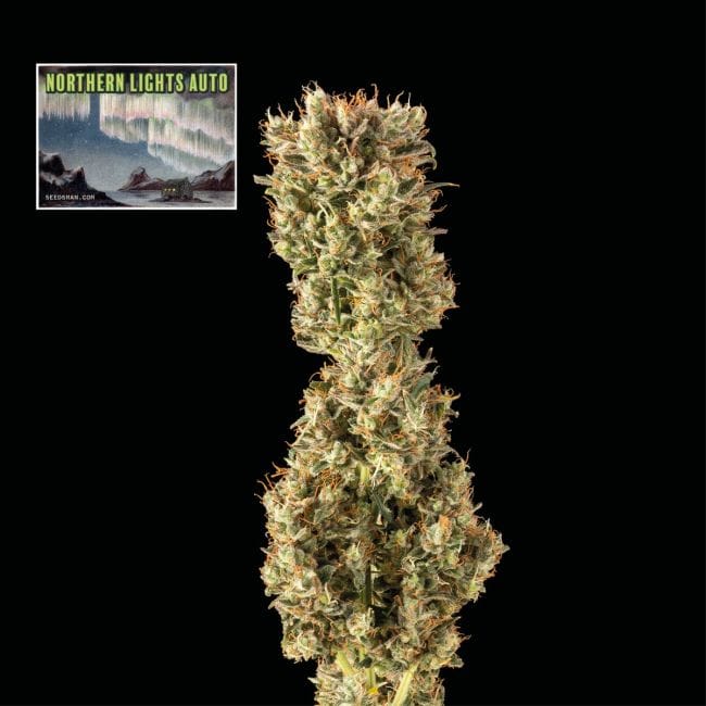 Northern Lights Auto Feminized Seeds-SMAN-NL-AUTO-FEM