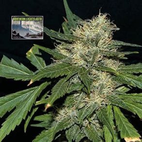 Northern Lights Auto Feminized Seeds-SMAN-NL-AUTO-FEM