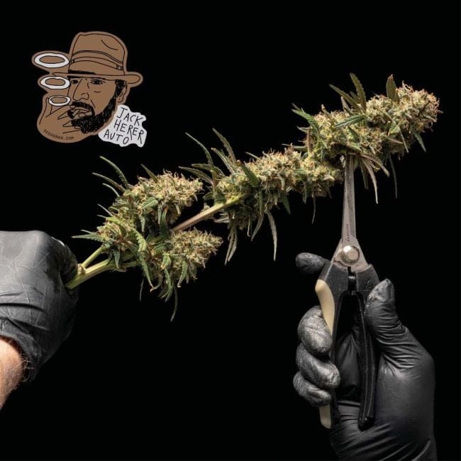 Jack Herer Auto феминизирани семена-SMAN-JH-AUTO-FEM
