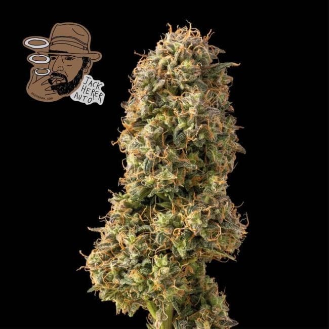 Jack Herer Auto Féminisée Semences-SMAN-JH-AUTO-FEM