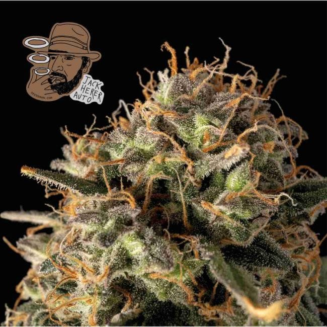 Jack Herer Auto феминизирани семена-SMAN-JH-AUTO-FEM
