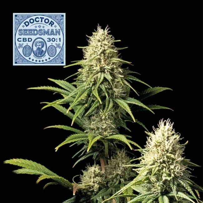 Doctor Semencesman CBD 30:1 Féminisée Semences-SMAN-DRSEEDS-CBD-FEM