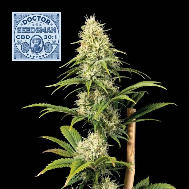 Doctor Semencesman CBD 30:1 Féminisée Semences-SMAN-DRSEEDS-CBD-FEM