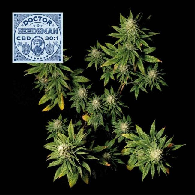 Doctor семенаman CBD 30:1 феминизирани семена-SMAN-DRSEEDS-CBD-FEM
