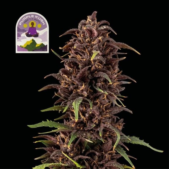 Purple Kush CBD 1:1 Auto Feminised Seeds-SMAN-PURPKU-CBD-AUTO-FEM