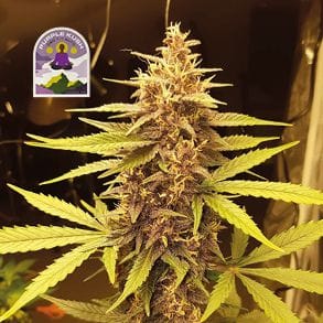 Purple Kush CBD 1:1 Auto Feminised Seeds-SMAN-PURPKU-CBD-AUTO-FEM