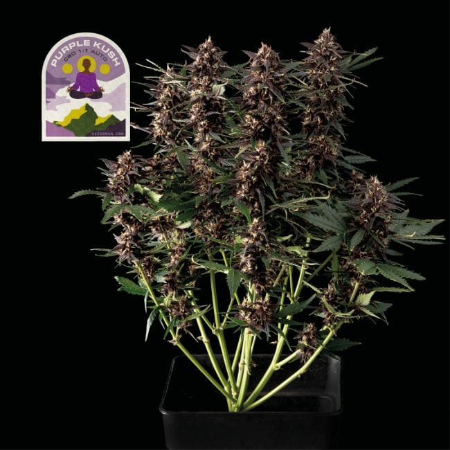 Purple Kush CBD 1:1 Auto Feminised Seeds-SMAN-PURPKU-CBD-AUTO-FEM