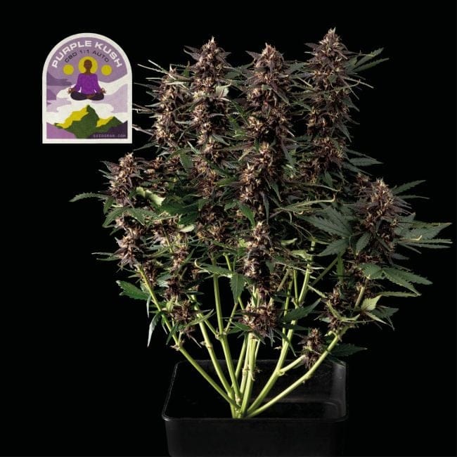 Purple Kush CBD 1:1 Auto феминизирани семена-SMAN-PURPKU-CBD-AUTO-FEM