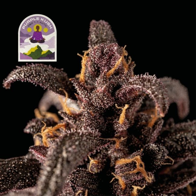 Purple Kush CBD 1:1 Auto Feminised Seeds-SMAN-PURPKU-CBD-AUTO-FEM