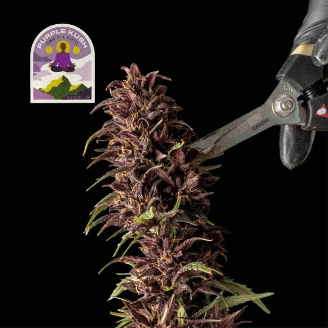 Purple Kush CBD 1:1 Auto Feminised Seeds-SMAN-PURPKU-CBD-AUTO-FEM