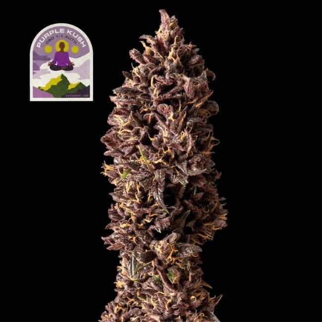 Purple Kush CBD 1:1 Auto Feminised Seeds-SMAN-PURPKU-CBD-AUTO-FEM
