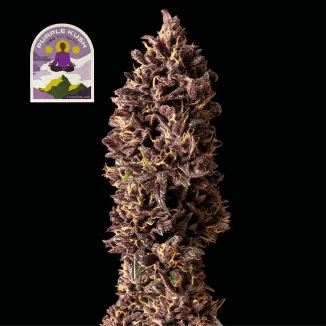 Purple Kush CBD 1:1 Auto феминизирани семена-SMAN-PURPKU-CBD-AUTO-FEM