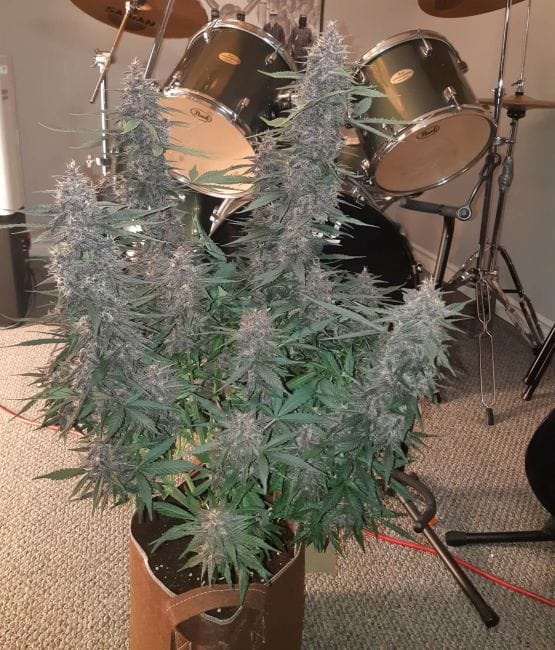 Purple Kush CBD 1:1 Auto феминизирани семена-SMAN-PURPKU-CBD-AUTO-FEM