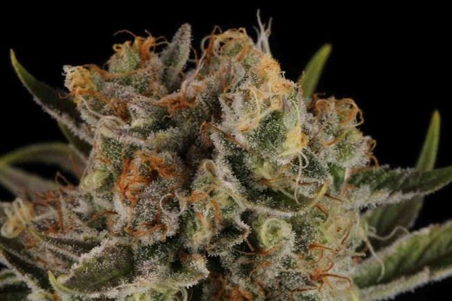 Triton Biscotto Lime Auto Feminised Seeds-SEST-TRBI-AUTO-FEM