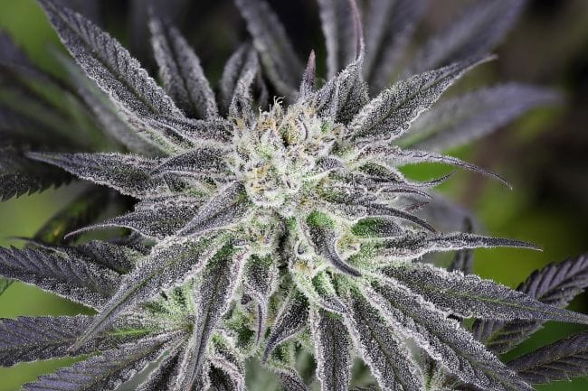 Peyote Gorilla Feminized Seeds-SMAN-PEYGOR-FEM