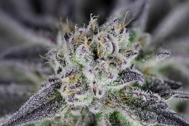 Peyote Gorilla феминизирани семена-SMAN-PEYGOR-FEM