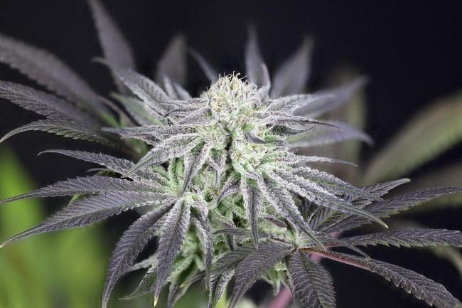 Peyote Gorilla феминизирани семена-SMAN-PEYGOR-FEM