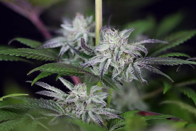 Peyote Gorilla Feminized Seeds-SMAN-PEYGOR-FEM