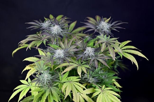 Peyote Gorilla Feminised Seeds-SMAN-PEYGOR-FEM
