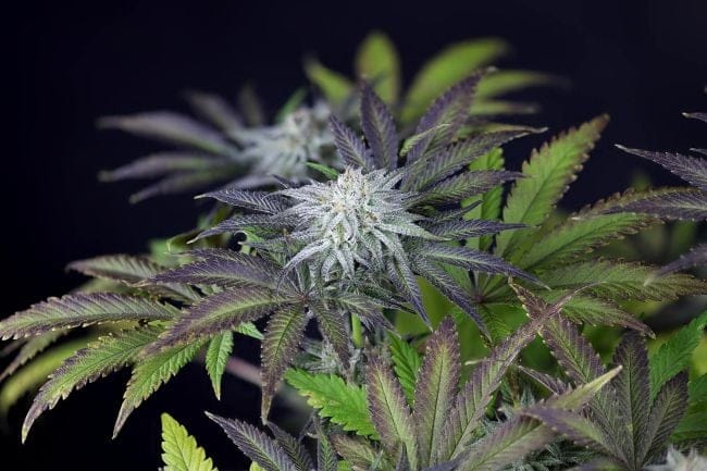 Peyote Gorilla феминизирани семена-SMAN-PEYGOR-FEM