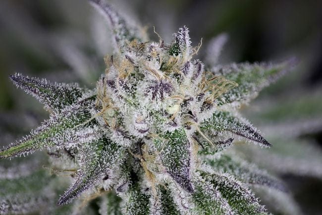 Peyote Gorilla феминизирани семена-SMAN-PEYGOR-FEM