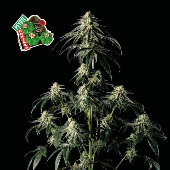 Peyote Gorilla феминизирани семена-SMAN-PEYGOR-FEM