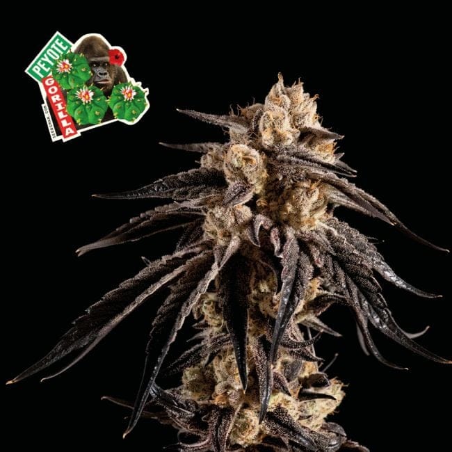 Peyote Gorilla Feminised Seeds-SMAN-PEYGOR-FEM