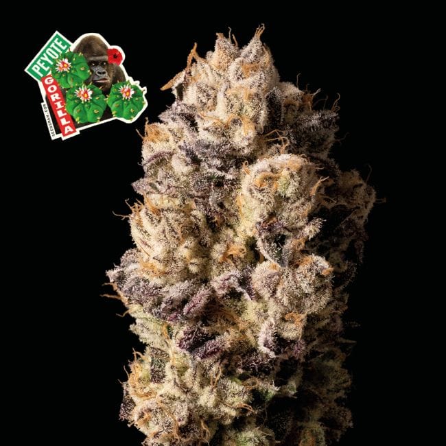 Peyote Gorilla Feminized Seeds-SMAN-PEYGOR-FEM