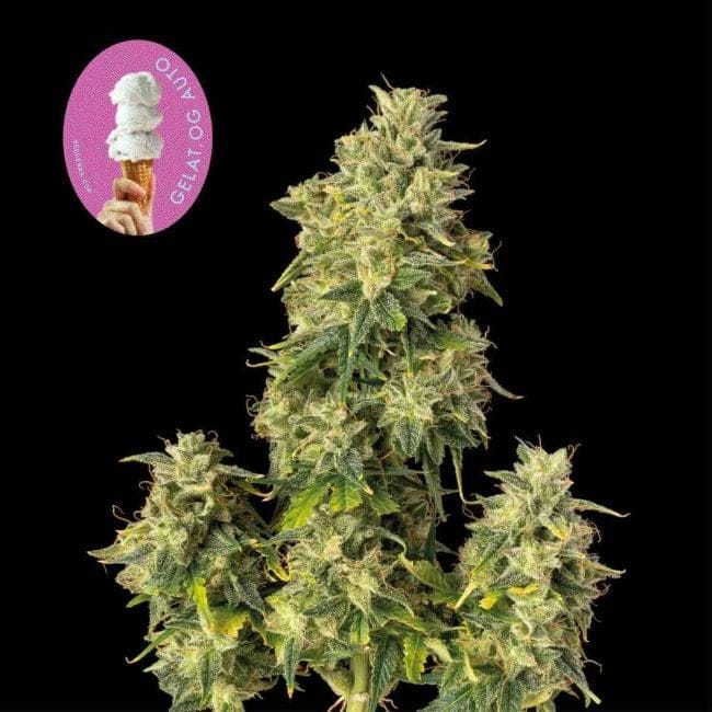 Gelat.OG Auto феминизирани семена-SMAN-GEL-AUTO-FEM