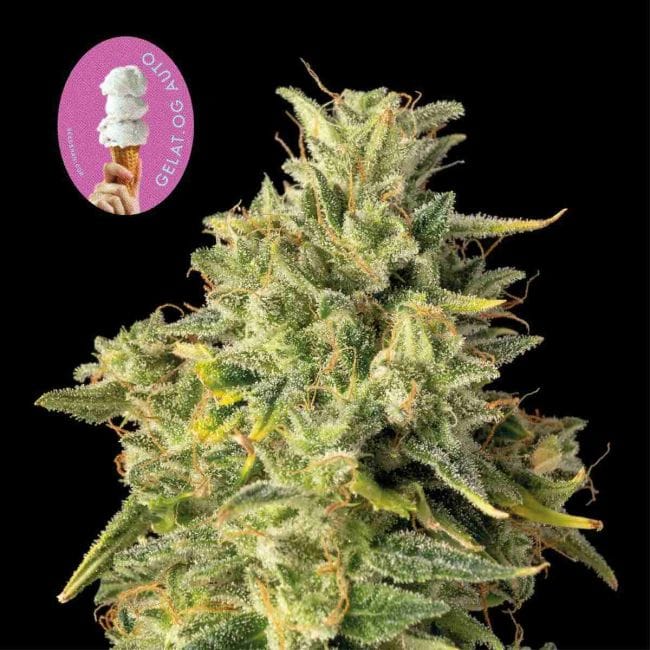 Gelat.OG Auto Feminized Seeds-SMAN-GEL-AUTO-FEM