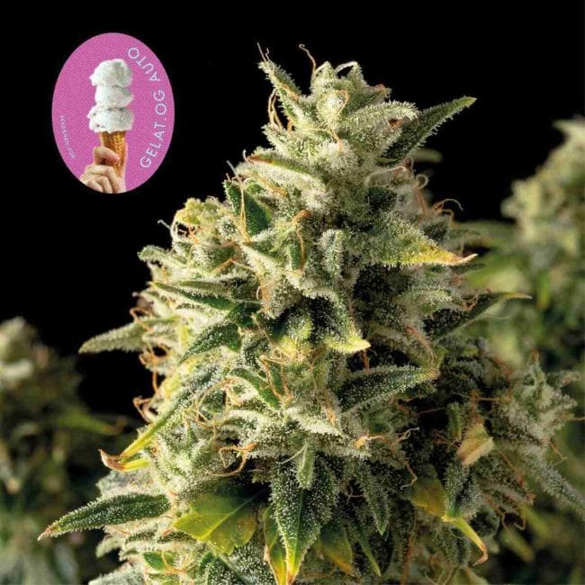Gelat.OG Auto феминизирани семена-SMAN-GEL-AUTO-FEM