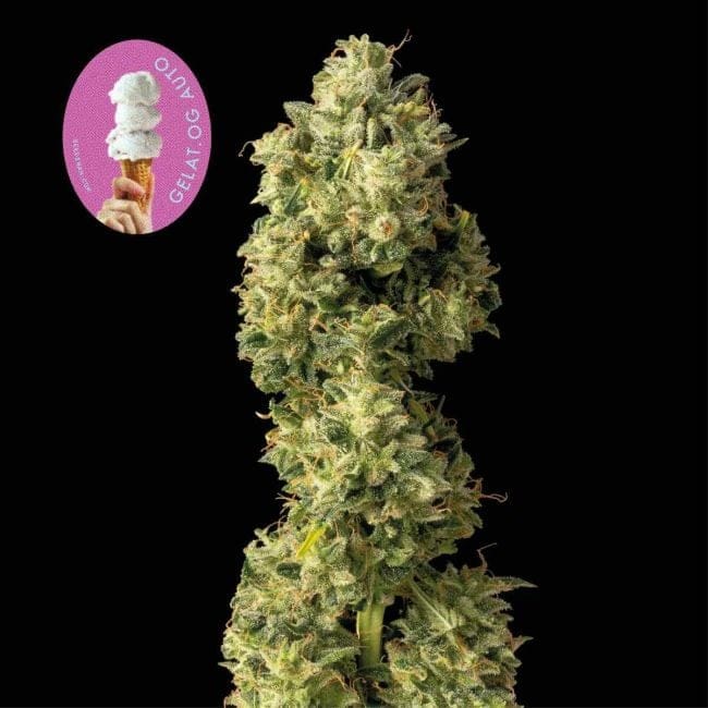 Gelat.OG Auto Feminized Seeds-SMAN-GEL-AUTO-FEM