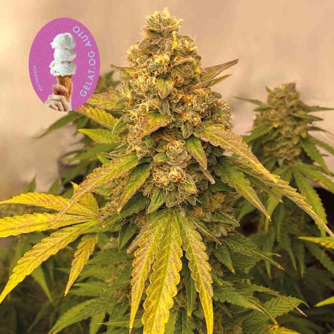 Gelat.OG Auto Feminized Seeds-SMAN-GEL-AUTO-FEM