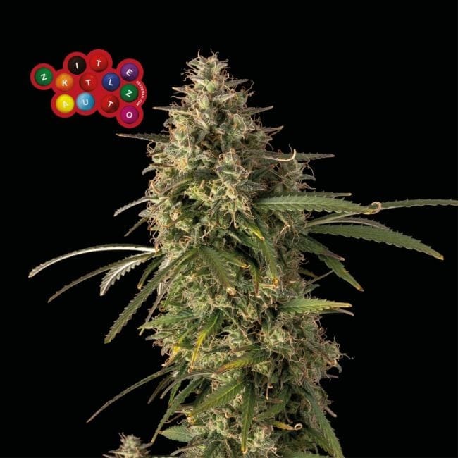Zkittlez Auto феминизирани семена-SMAN-ZKITT-AUTO-FEM