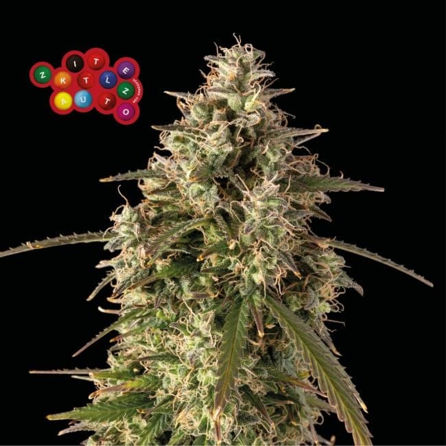 Zkittlez Auto феминизирани семена-SMAN-ZKITT-AUTO-FEM