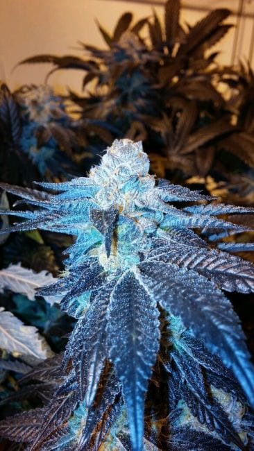 Viper Cookies Feminised Seeds - 6-MOX-005-F6