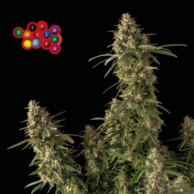 Zkittlez Auto феминизирани семена-SMAN-ZKITT-AUTO-FEM