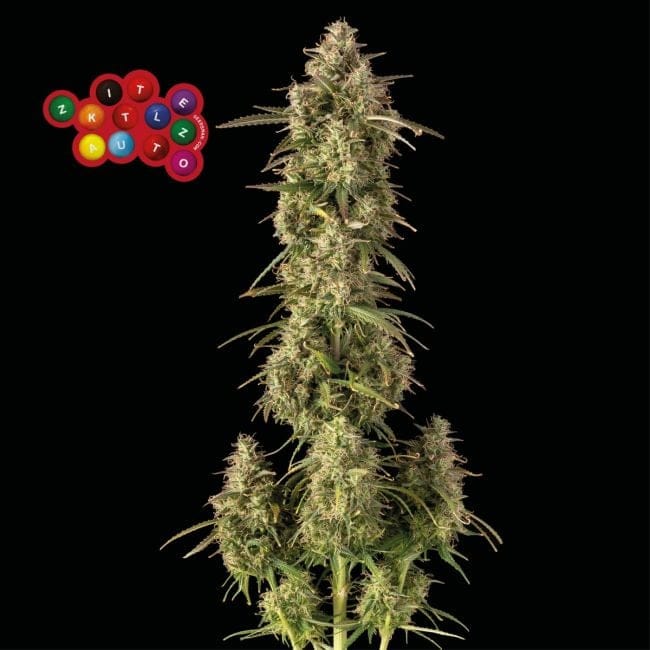 Zkittlez Auto феминизирани семена-SMAN-ZKITT-AUTO-FEM