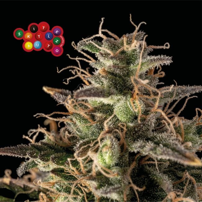 Zkittlez Auto Feminised Seeds-SMAN-ZKITT-AUTO-FEM