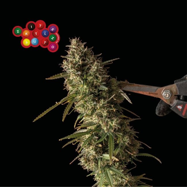 Zkittlez Auto Feminised Seeds-SMAN-ZKITT-AUTO-FEM