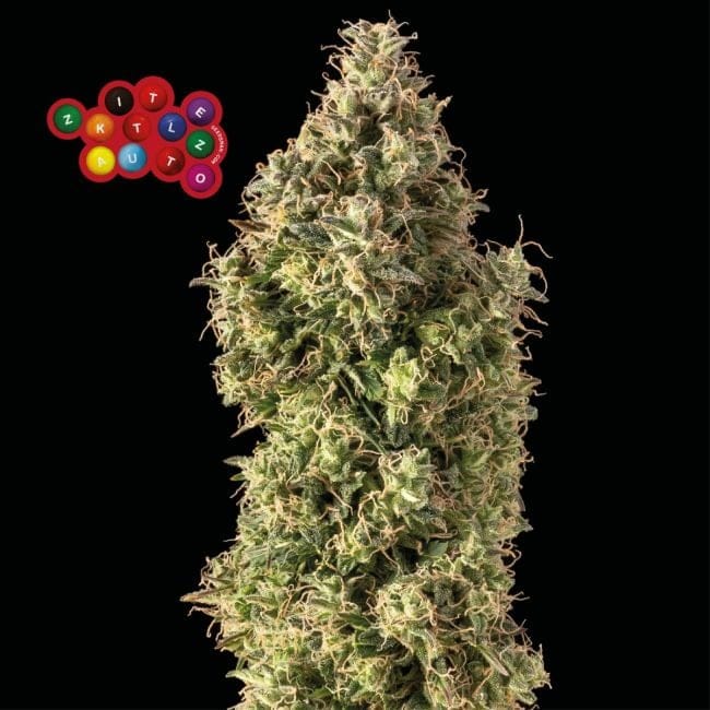 Zkittlez Auto феминизирани семена-SMAN-ZKITT-AUTO-FEM
