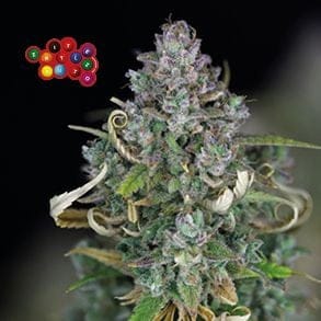 Zkittlez Auto феминизирани семена-SMAN-ZKITT-AUTO-FEM