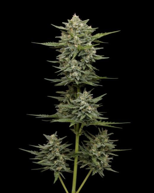 Vanilla Latte Auto Feminised Seeds-HUMB-VLA-F
