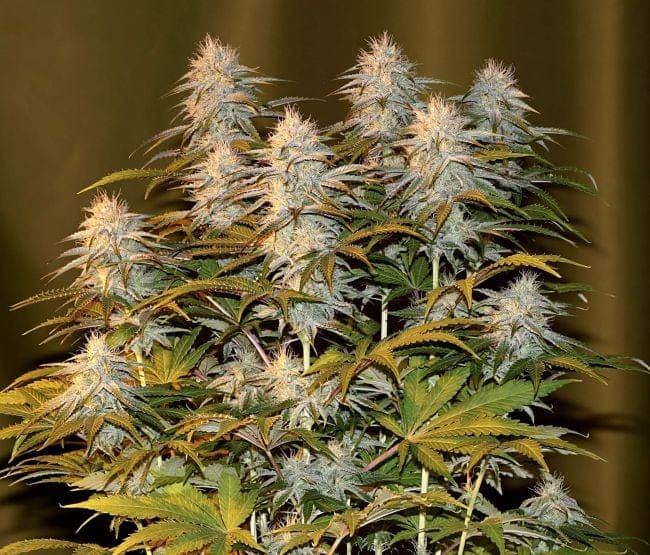 Peyote Wi-Fi Feminised Seeds-SMAN-PEYWIFI-FEM