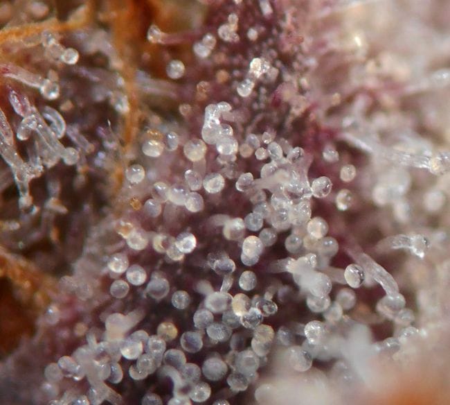 Peyote Wi-Fi Feminised Seeds-SMAN-PEYWIFI-FEM