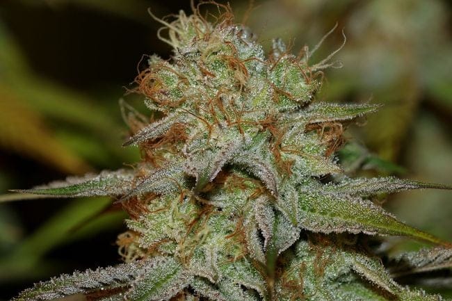 Peyote Wi-Fi Feminised Seeds-SMAN-PEYWIFI-FEM