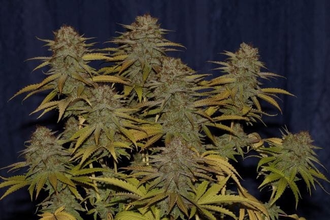 Peyote Wi-Fi Feminised Seeds-SMAN-PEYWIFI-FEM