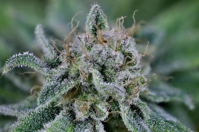 Peyote Wi-Fi Feminised Seeds-SMAN-PEYWIFI-FEM